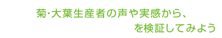 菊・大葉生産者の声や実感から、“菊・大葉用LED電球”を検証してみよう