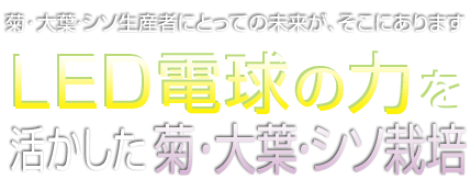 菊・大葉生産者にとっての未来が、そこにあります／LED電球の力を活かした菊・大葉栽培