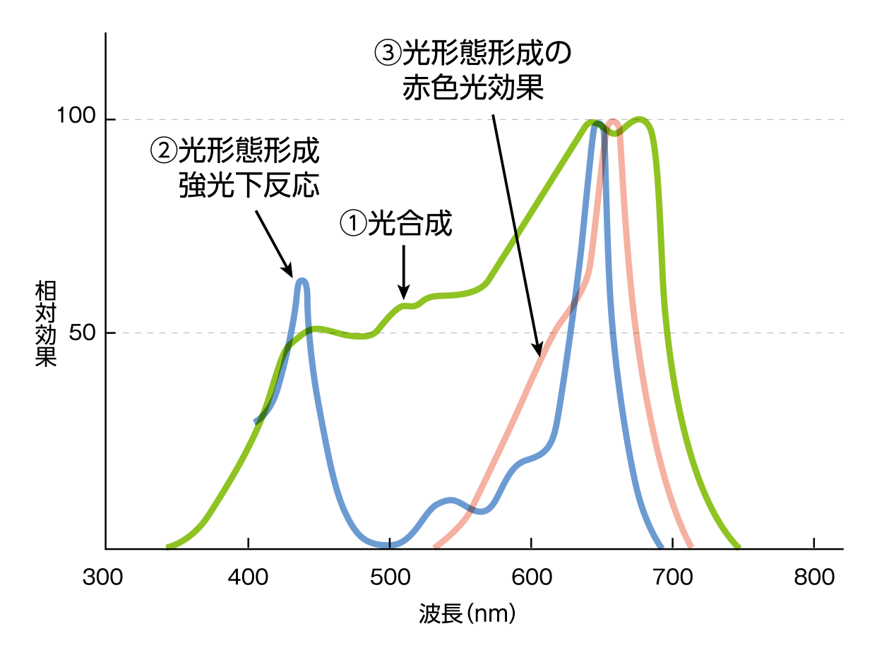 植物の光反応の作用スペクトル／相乗効果と波長